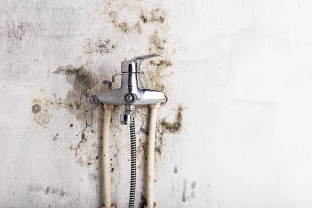 Best Health and Safety Mold Remediation in Waxahachie, TX