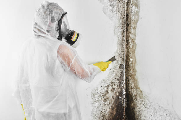 Waxahachie, TX Mold Remediation Company