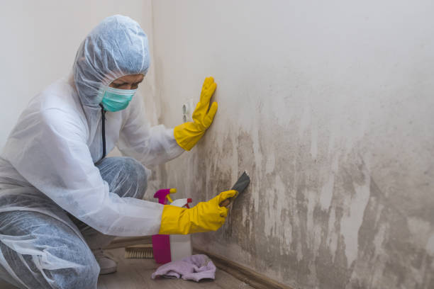 Best HVAC Mold Remediation in Waxahachie, TX