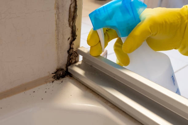 Best Basement Mold Remediation in Waxahachie, TX