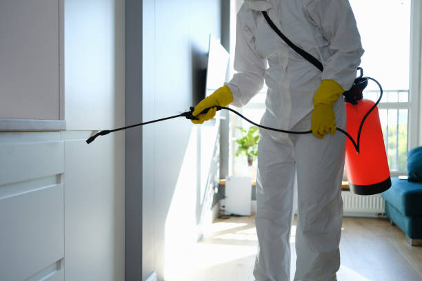 Best Black Mold Remediation in Waxahachie, TX