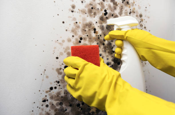 Best Post-Flood Mold Remediation in Waxahachie, TX